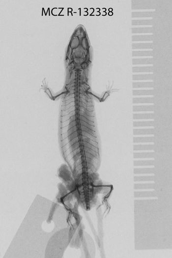 Media type: image;   Herpetology R-132338